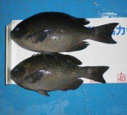 いよいよ秋磯が開幕 舞鶴田井の磯でグレ好調でした