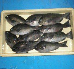 いよいよ秋磯が開幕 舞鶴田井の磯でグレ好調でした