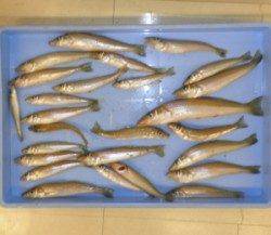 ヒロセオートキャンプ場　午後からの短時間でキス26匹の釣果