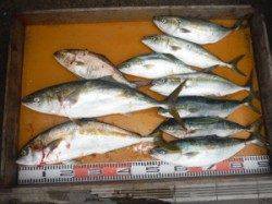 ジギングでヒラマサ、メジロ、ハマチが爆釣！