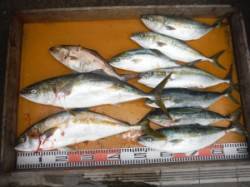 ジギングでヒラマサ、メジロ、ハマチが爆釣！…