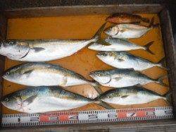 ジギングでヒラマサ、メジロ、ハマチが爆釣！