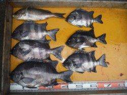 三尾の磯で底物 イシダイ6枚♫