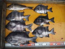 三尾の磯で底物　イシダイ6枚♫