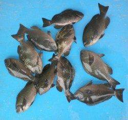 田井の磯でグレ11匹　30cmオーバーは4匹