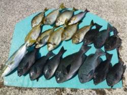 神谷一文字でカゴ釣り、グレ・アイゴに青物も…