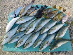 神谷一文字でカゴ釣り、グレ・アイゴに青物も