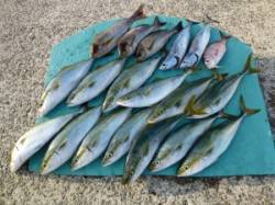 ヒラバエでのカゴ釣り　ハマチが良く釣れてい…