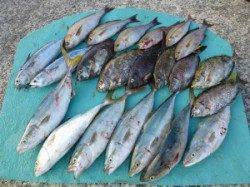 ヒラバエでのカゴ釣り　ハマチが良く釣れています