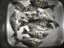 六本裏カセでのチヌ釣果　24～30cm	8匹