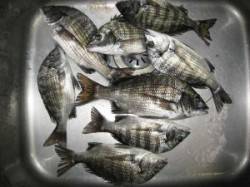 六本裏カセでのチヌ釣果　24～30cm	8…