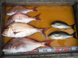 魚の活性高し！カゴで良型マダイ、イサキなど…