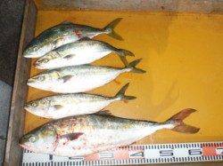 青物かなり期待できます♪ 三尾のでのジギング