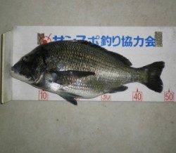 マアジが好調な青井イカダに釣行 チヌとマアジの釣果