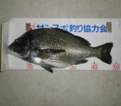 マアジが好調な青井イカダに釣行　チヌとマア…