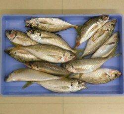 マアジが好調な青井イカダに釣行 チヌとマアジの釣果