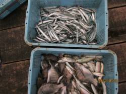 田井の筏　チヌの釣果、サヨリは数釣れていま…