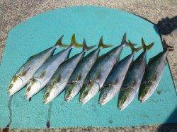 ヒラバエにてハマチ二人で8本　強風の中ルアーで頑張りました