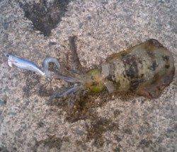 小橋の波止で午後２時間程の調査　アオリイカ２ハイ