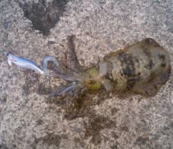 小橋の波止で午後２時間程の調査　アオリイカ…