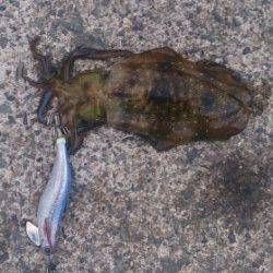 小橋の波止で午後２時間程の調査　アオリイカ２ハイ