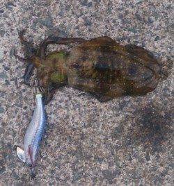 小橋の波止で午後２時間程の調査　アオリイカ２ハイ