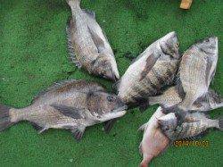 一文字前イカダ2号でのチヌ釣果