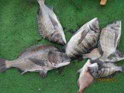 一文字前イカダ2号でのチヌ釣果