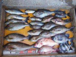 立島にて46cmの大きなイサギ！　タイカケではアコウ41cm♫