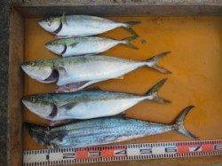 三尾の磯　ジギング各地でメジロ・サワラ　ヒラマサのバラシあり