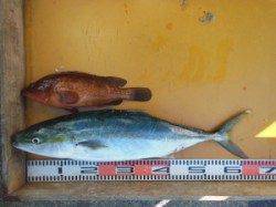 三尾の磯　ジギング各地でメジロ・サワラ　ヒラマサのバラシあり