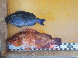 立島にて46cmの大きなイサギ！　タイカケではアコウ41cm♫