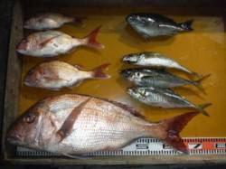 三尾の磯　半夜でのカゴ釣りで大鯛71cm♫…