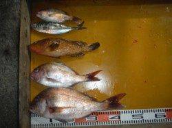 三尾の磯　半夜でのカゴ釣りで大鯛71cm♫　マダイ好調です(^_^)v