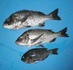 野原磯で良型チヌ2匹とグレ1匹