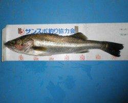 野原磯で良型チヌ2匹とグレ1匹