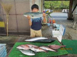田井の海上釣り堀　メジロ・シマアジ・マダイ…