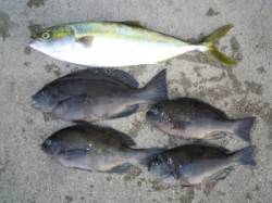 湯浅の磯　タカ島のフカセ釣りでグレ・ハマチ…