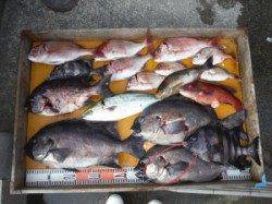 三尾の秋磯はイシダイ好調、ジギングでメジロ・ハマチも絶好調