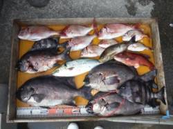 三尾の秋磯はイシダイ好調、ジギングでメジロ…