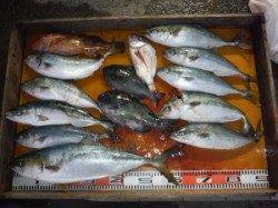 三尾の秋磯はイシダイ好調、ジギングでメジロ・ハマチも絶好調