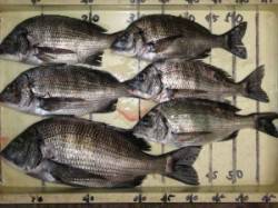 久美浜　六本裏カセのチヌ釣果　