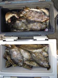 カルモ島　フカセ釣りでアイゴ、ヌカ切りでカ…