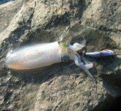 日引磯でアオリイカ3匹 10時半の早上がりでした