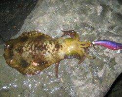 日引磯でアオリイカ3匹 10時半の早上がりでした