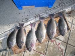 紀北初島の磯釣果　カブト磯でナイスサイズ6…