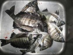 宮崎筏でチヌ、六本裏カセでヒラメ・チヌの釣…