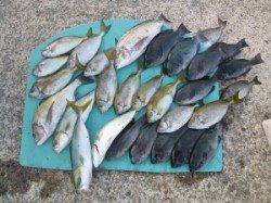 由良神谷の磯 ヒラバエでイサギ、ハマチ好釣です!