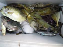 湯浅の磯でアイゴ好調！グレも釣れています