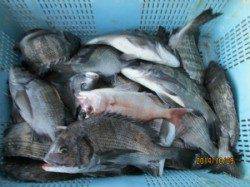 田井の筏、カセ　チヌ・サヨリ・グレなどの釣果